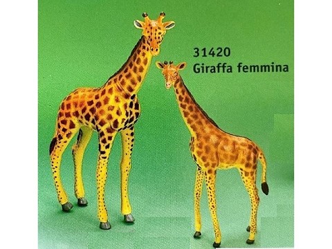 Giraffa femmina