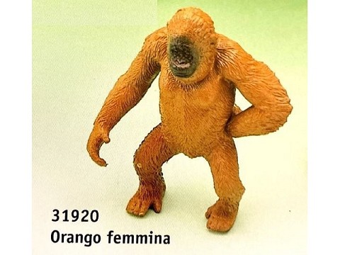 Orango femmina