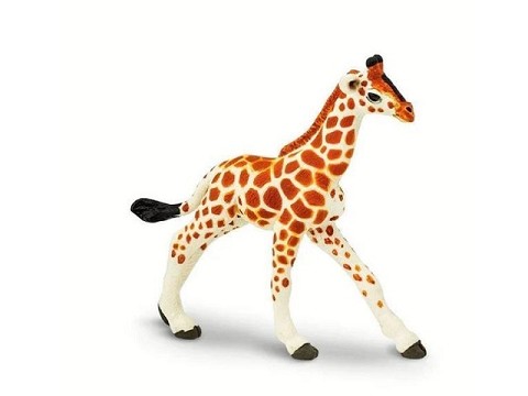 Giraffa Reticolata Baby