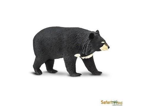 Orso Nero Asiatico Orso Nero Asiatico