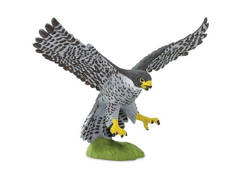 Falco Pellegrino Falco Pellegrino