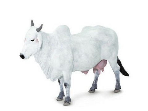 Mucca Ongole Mucca Ongole