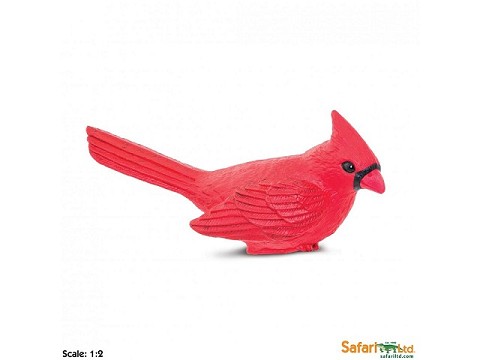 Cardinale rosso Cardinale rosso