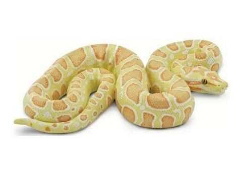 Pitone Albino Pitone Albino