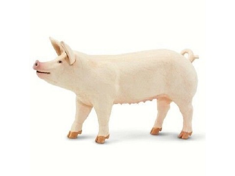 Scrofa Scrofa