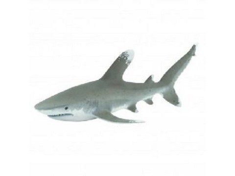 Squalo Longimano (Pinna Bianca Oceanico) Squalo Longimano (Pinna Bianca Oceanico)