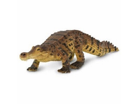 Sarcosuchus Sarcosuchus