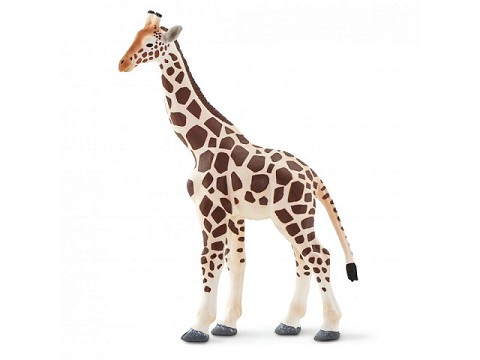 Giraffa Giraffa