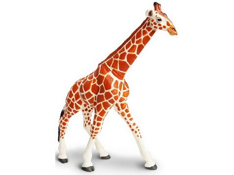 Giraffa Reticolata Giraffa Reticolata