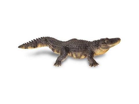 Alligatore Alligatore