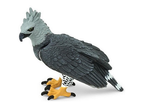 Aquila arpia Aquila arpia