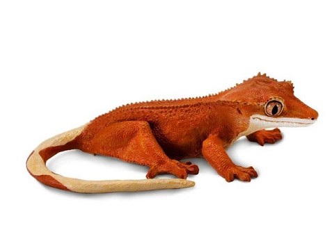 Geko coronato Geko coronato