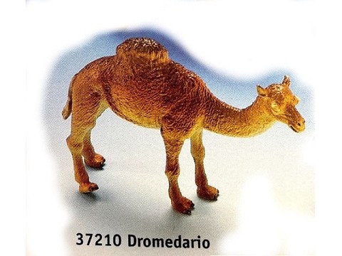 Dromedario Dromedario
