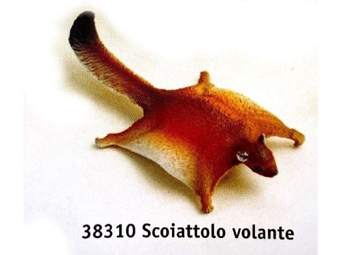 Scoiattolo volante Scoiattolo volante