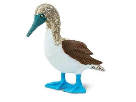 Sula dalle zampe blu Sula dalle zampe blu