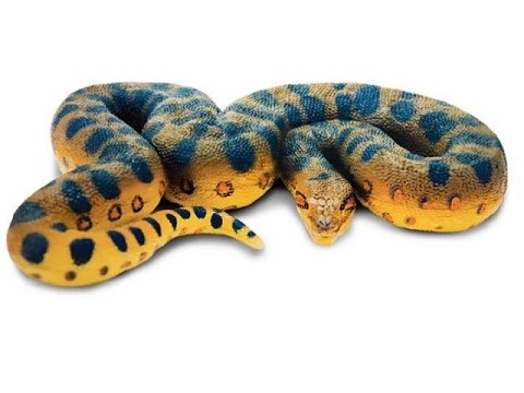 Anaconda Anaconda