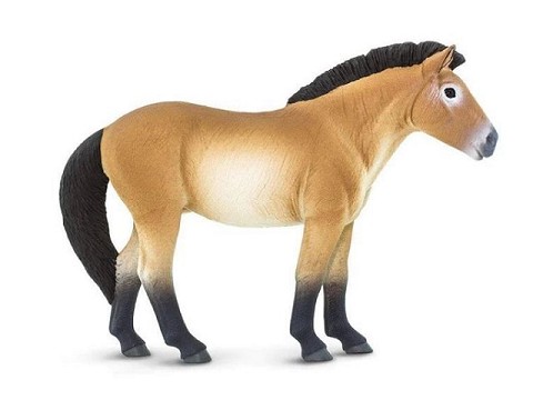 Cavallo Przewalski Cavallo Przewalski