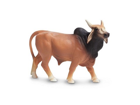 Toro Brahma Toro Brahma