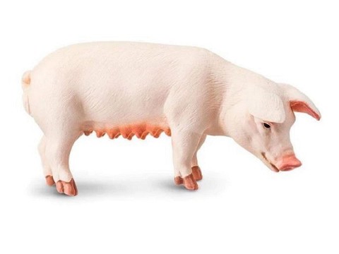 Scrofa Scrofa