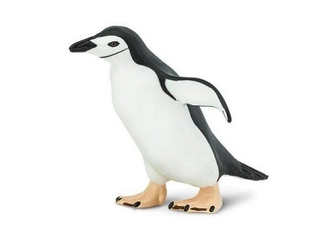 Pigoscelide Antartico Pigoscelide Antartico