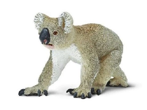 Koala Koala