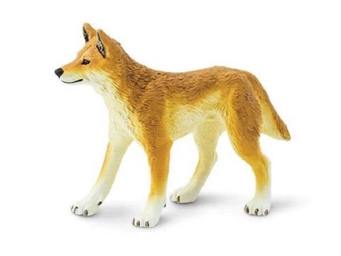 Dingo Dingo