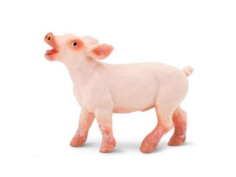 Maialino Maialino