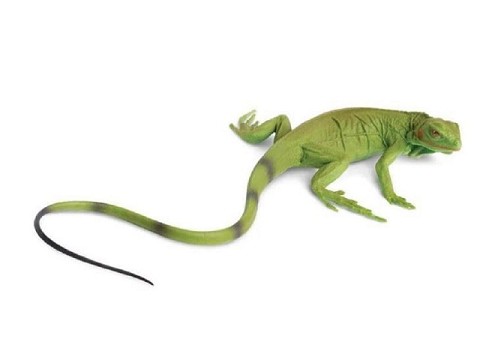 Iguana Cucciolo Iguana Cucciolo