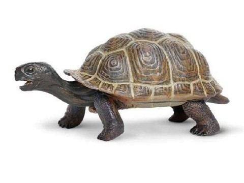 Tartaruga Cucciolo Tartaruga Cucciolo
