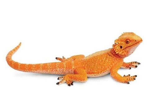 Drago Barbuto Drago Barbuto