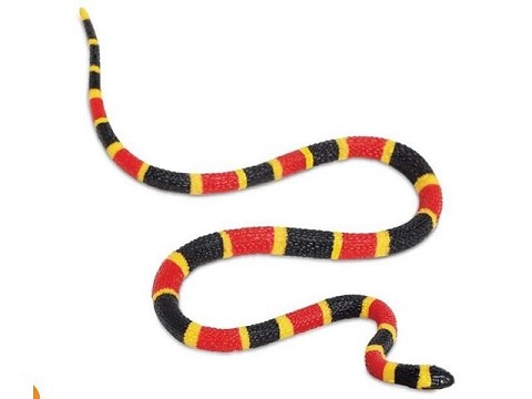 Serpente Corallo Baby Serpente Corallo Baby