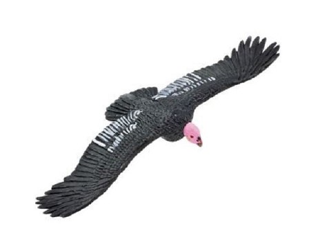 Condor della California Condor della California