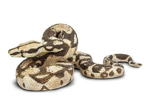 Boa Costrittore Boa Costrittore