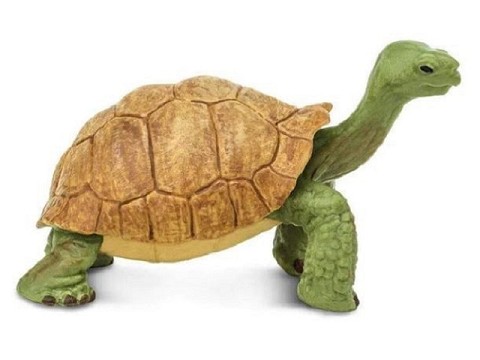 Tartaruga Gigante Tartaruga Gigante