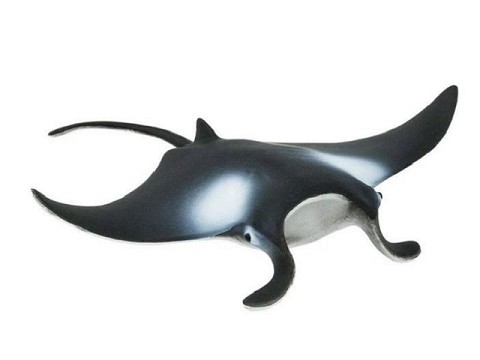 Manta Ray Manta Ray