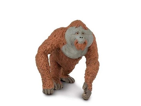 Orango Maschio Orango Maschio
