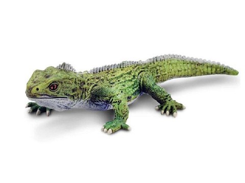 Tuatara della Nuova Zelanda Tuatara della Nuova Zelanda