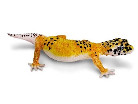 Geco Leopardino Geco Leopardino