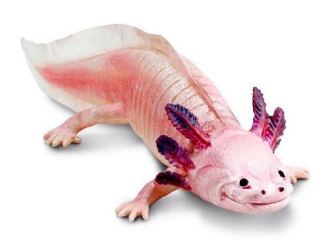 Axolotl Axolotl