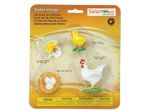 Ciclo della Vita di una Gallina Ciclo della Vita di una Gallina