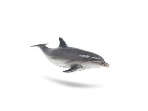 Delfino Oceanico Delfino Oceanico