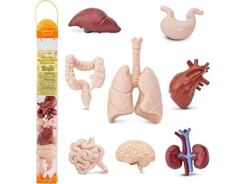 Tubo TOOB® Organi Corpo Umano Tubo TOOB® Organi Corpo Umano