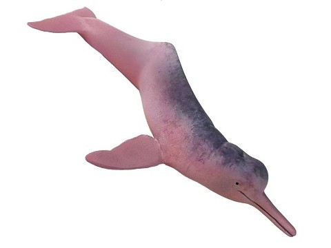 Delfino dei Fiumi Dell’Amazzonia Delfino dei Fiumi Dell’Amazzonia
