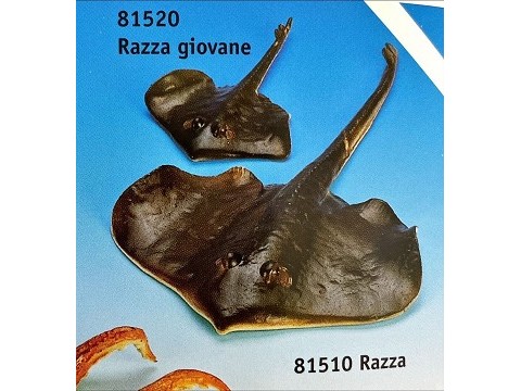 Razza Giovane Razza Giovane