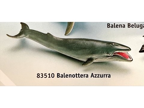 Balenottera Azzurra Balenottera Azzurra