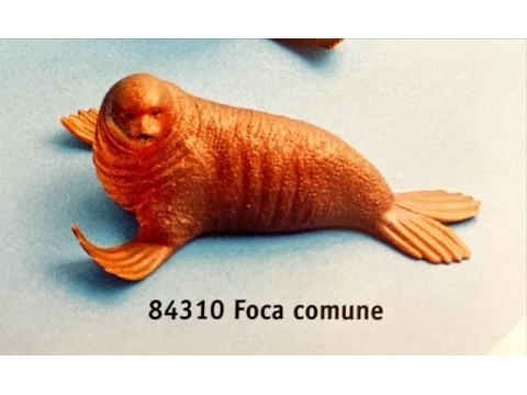 Foca Comune Foca Comune