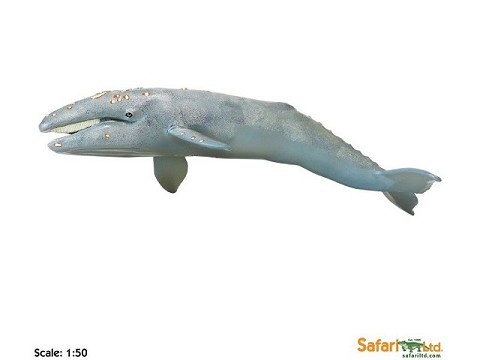 Balena Balena