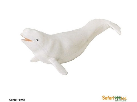 Balena Beluga Balena Beluga
