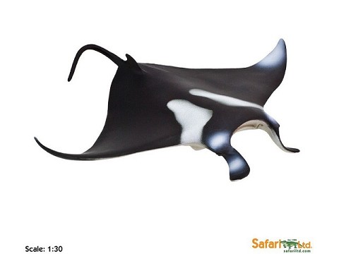 Pesce Manta Pesce Manta
