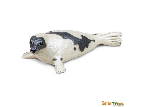 Foca Chiazzata Foca Chiazzata